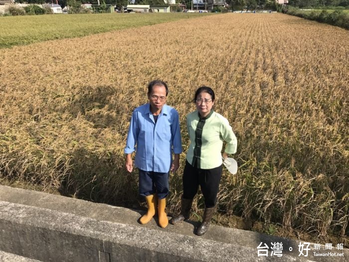 立法委員陳賴素美針對梅姬颱風造成稻米空包彈等遲發性農損情形,進行實地瞭解。