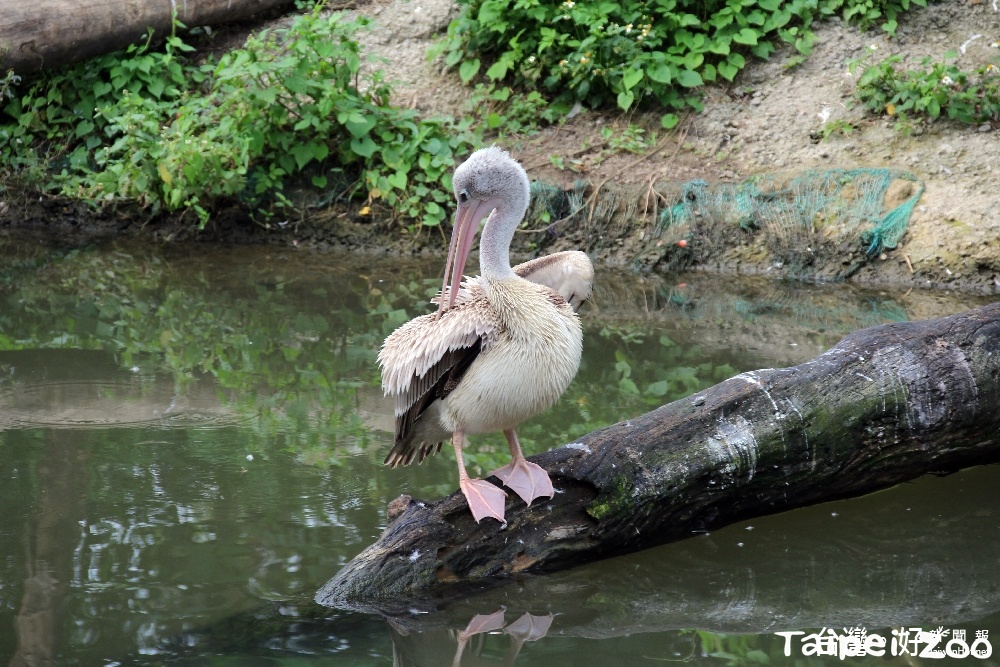 (圖/台北市立動物園)