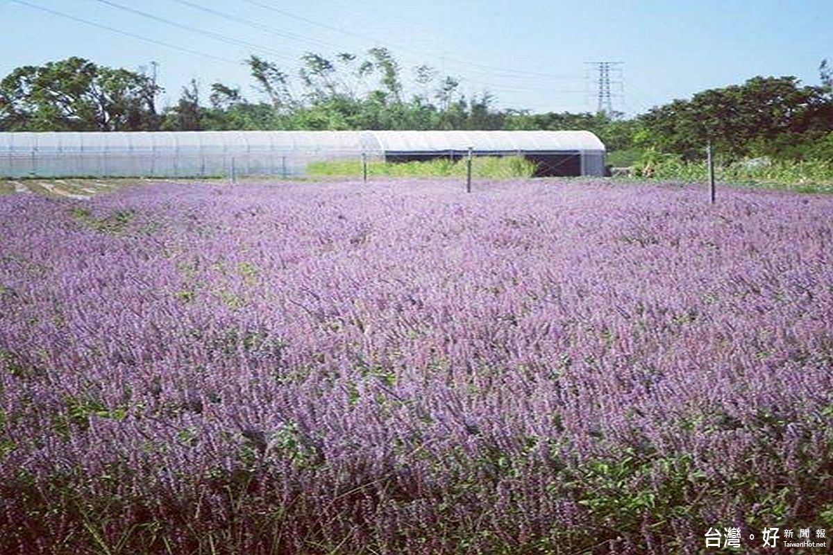 美麗的錯誤 紫藍仙草花海開放民眾尋幽 風傳媒