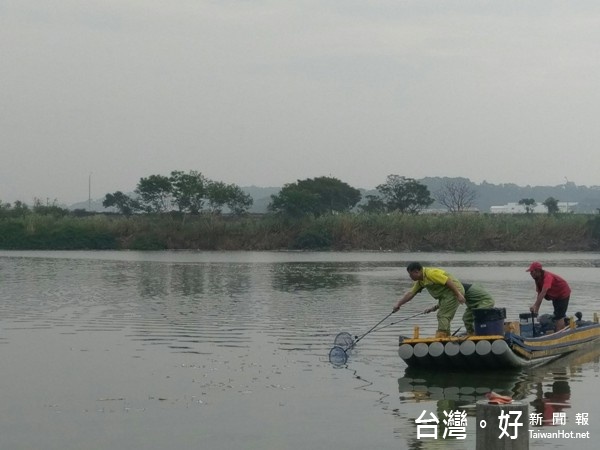 苗栗中港溪現死魚群　水質檢驗溶氧量偏低