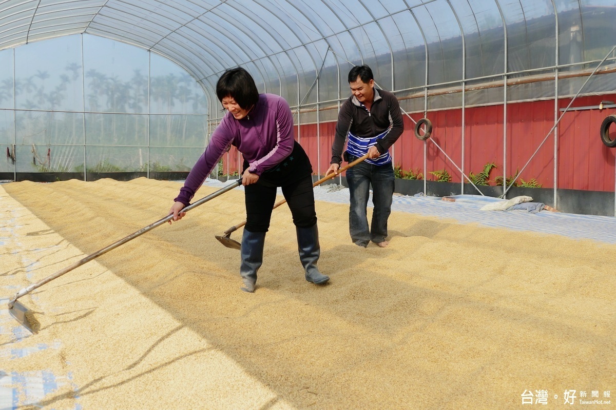 湯英華夫婦得在溫室日曬米屋每小時3～4次來回翻動稻穀，讓稻穀平均受熱保持新鮮。