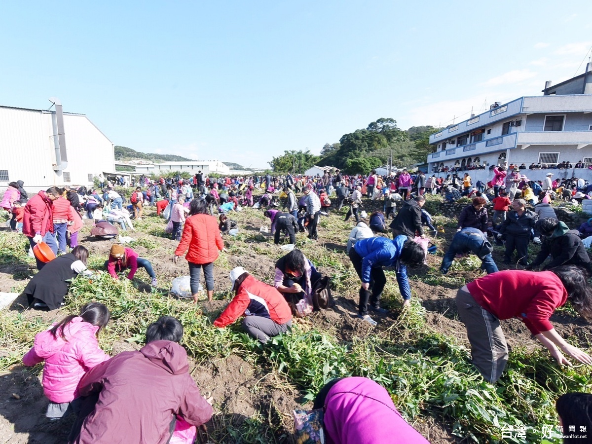 甘藷節苦茶油產業文化嘉年華，民眾在地瓜田裡挖地瓜的盛況