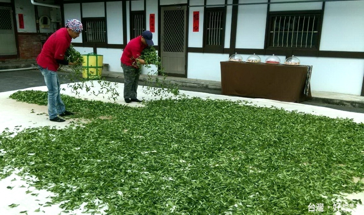 大鞍海拔高、氣候濕冷、出產的高山茶氣味芳香、口味甘醇，再加上茶農的認真與努力，使得茶製品頗受好評。