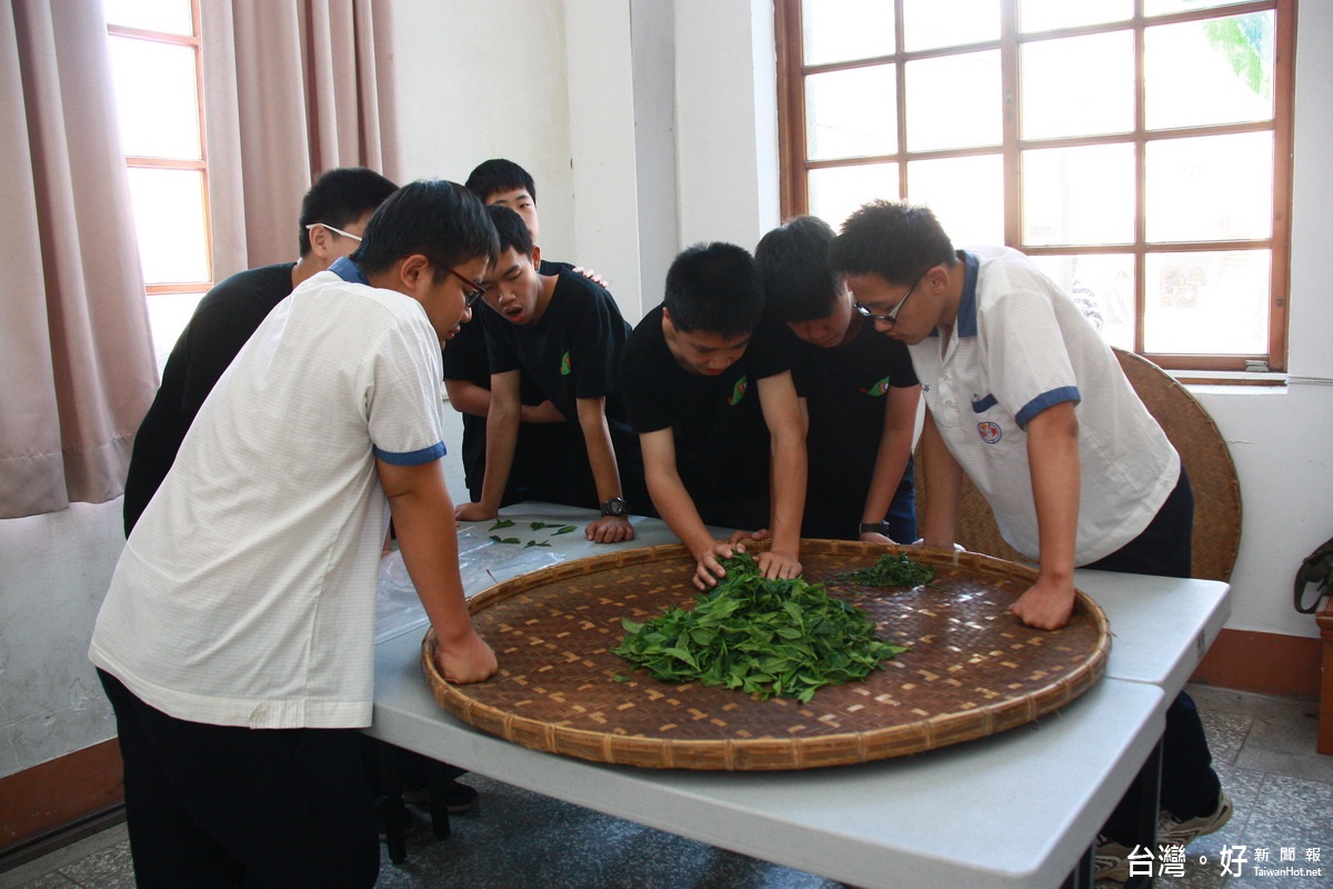 魚池國中同學學習揉茶。（記者扶小萍攝）