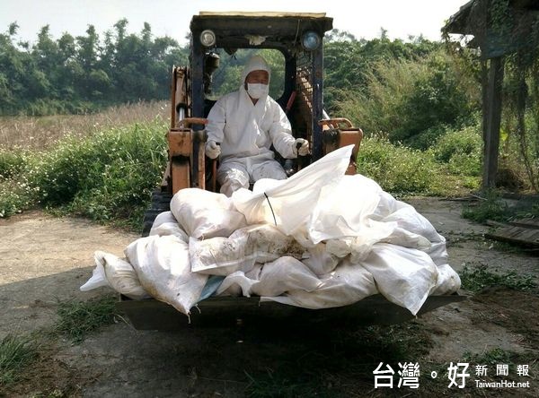 斗南一處養雞場不明原因大量死亡,雲林縣防疫所初篩檢驗呈H5抗原陽性反應,立即採取撲殺清場作業,共計撲殺2萬餘隻土雞。(記者陳昭宗拍攝)