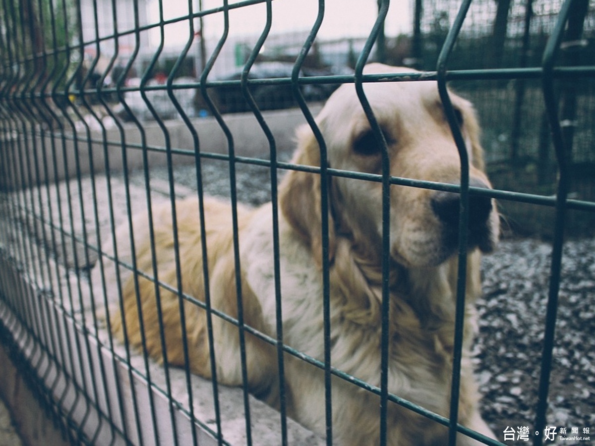 配合中央新政策　澎縣下月起執行流浪動物零撲殺