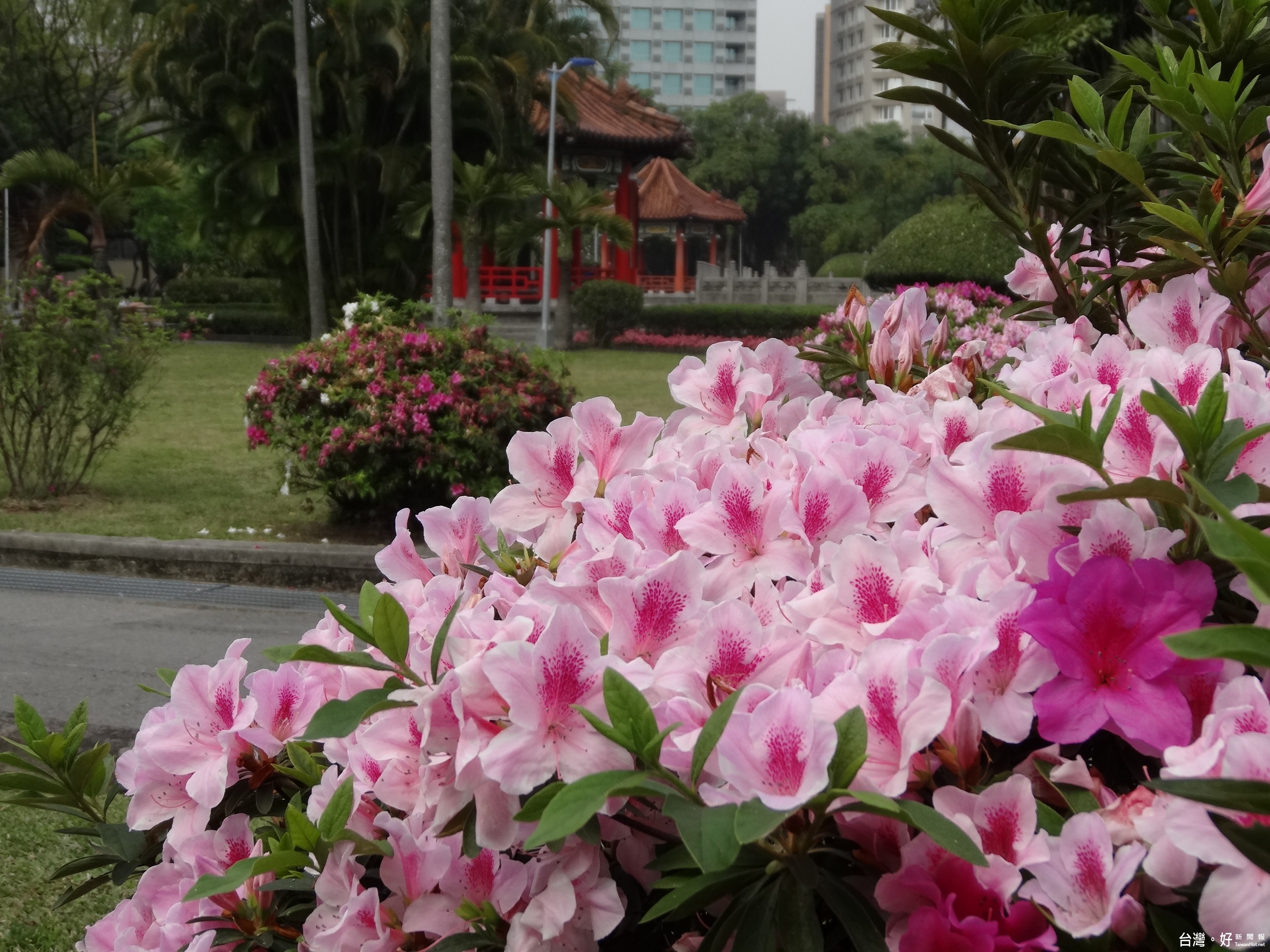 228公園杜鵑花