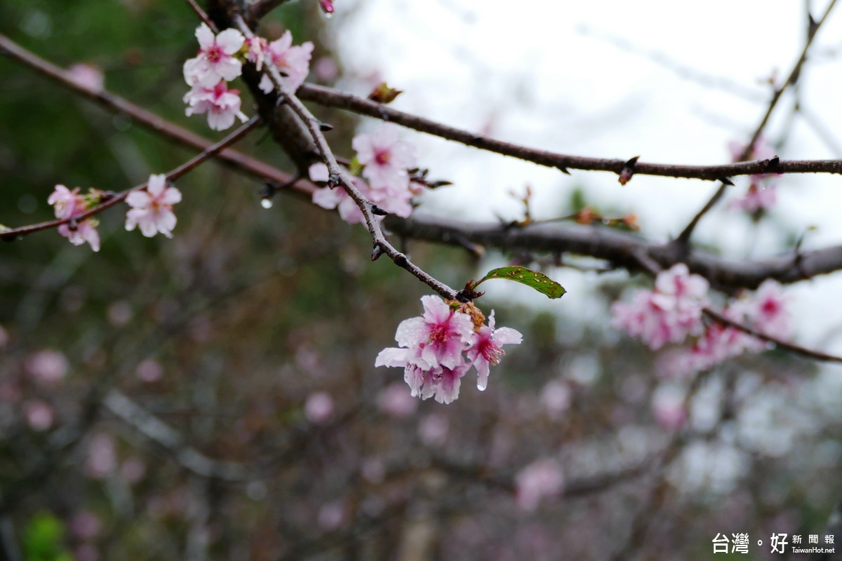 小半天石馬公園大部分種植的櫻花品種為較稀少的河津櫻，淺粉的顏色相當美麗。