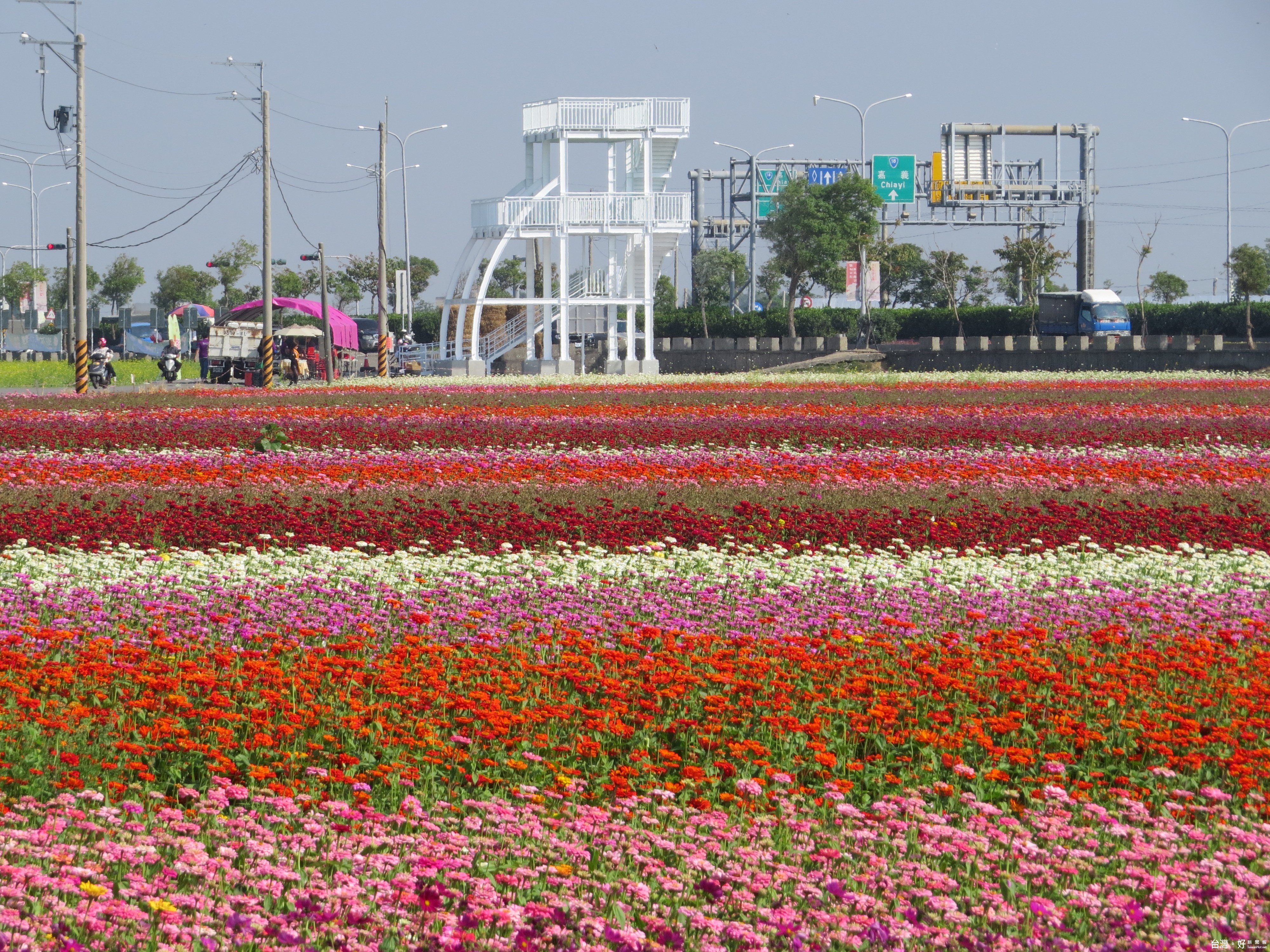 太保花海節22日登場　特設賞花台風景美不勝收