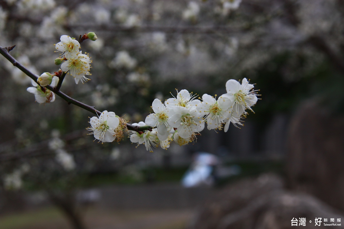 低海拔的梅花現在才開始登場。（記者扶小萍攝）