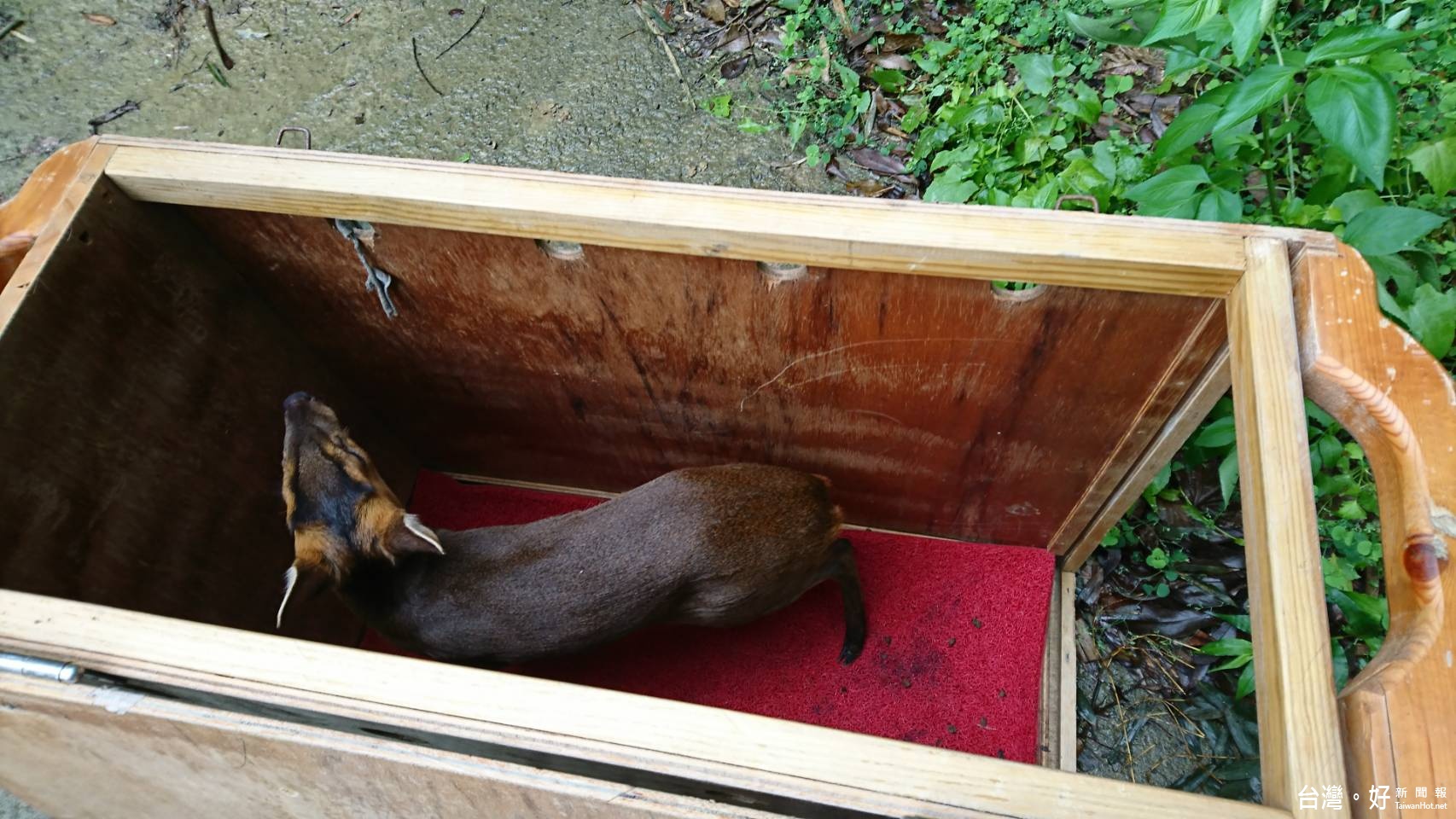 山林隱者 山羌 叫聲似犬吠 風傳媒 山林隱者 山羌 叫聲似犬吠 風傳媒