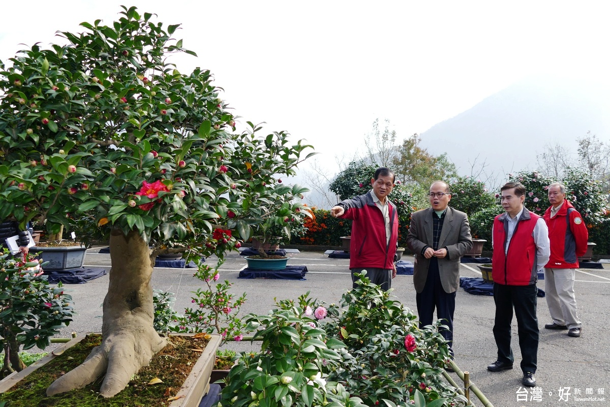 現場展示有高齡200多歲的老茶樹開花，花色爭奇鬥豔。
