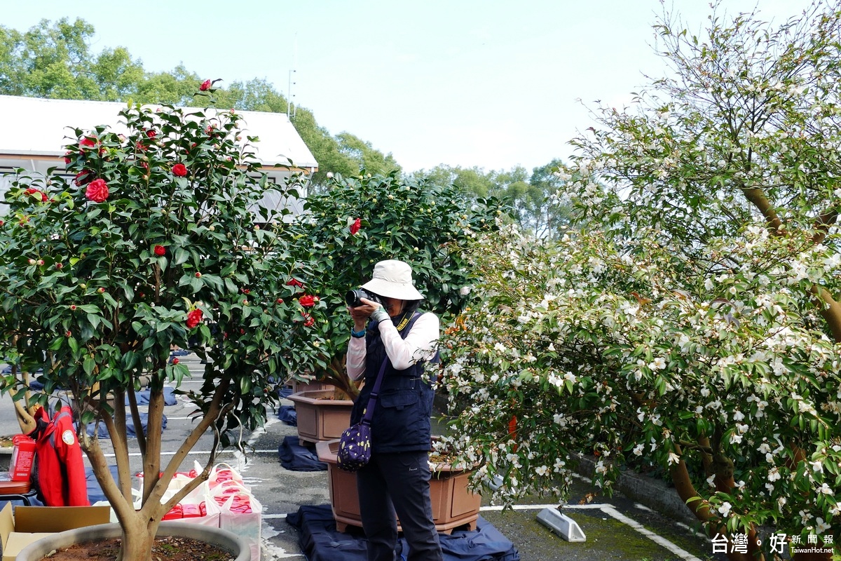 「鳳麓茶馨．茶花展」展示百餘株的不同品系的茶花，吸引許多攝影愛好者前來拍攝。