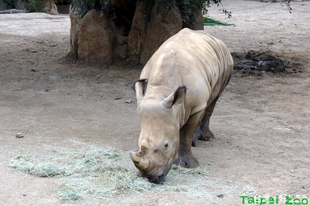 (圖/台北市立動物園提供)
