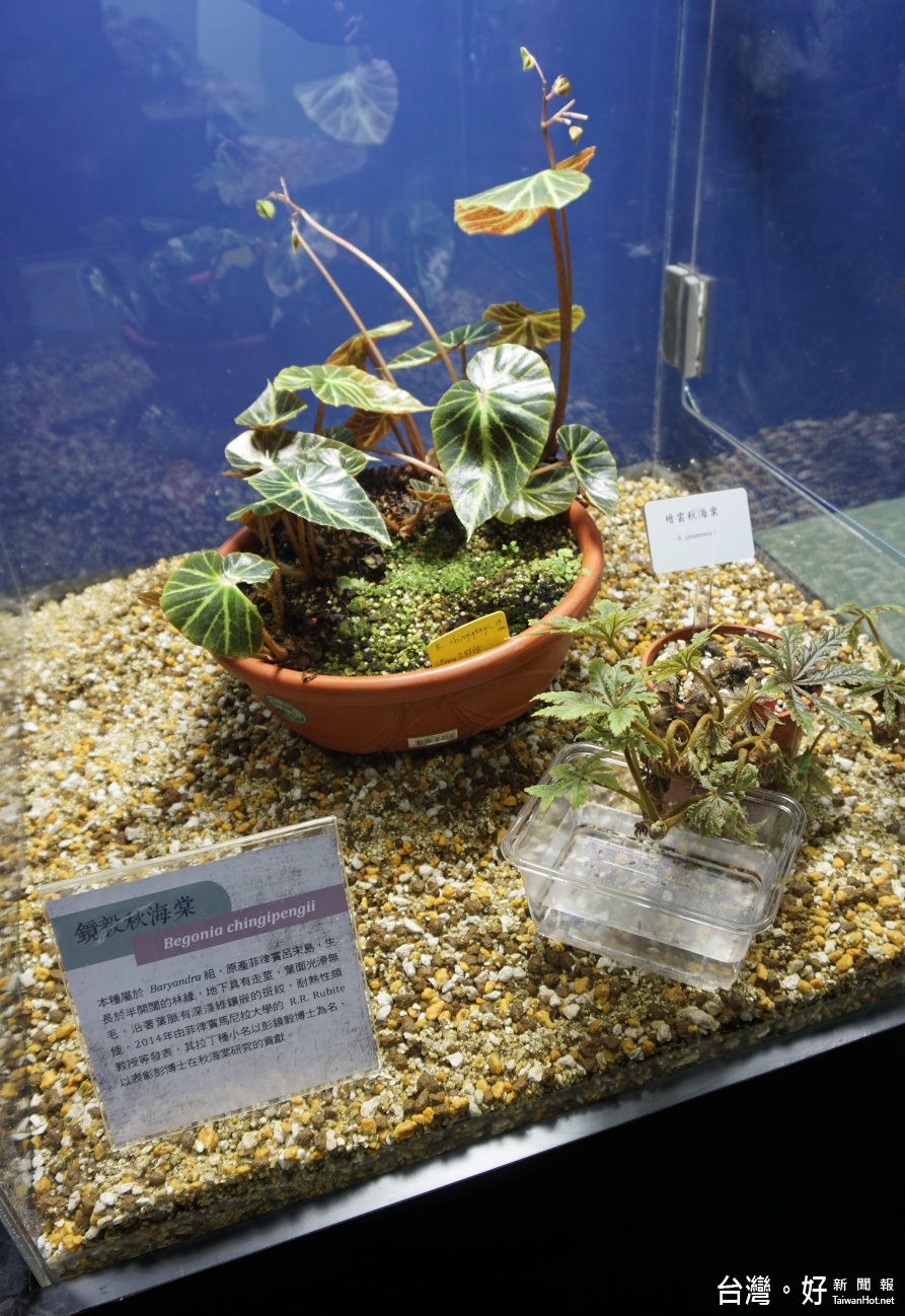 這次展出的秋海棠品種中還有一株是以台灣國際級秋海棠專家彭鏡毅博士的名字所命名的鏡毅秋海棠。