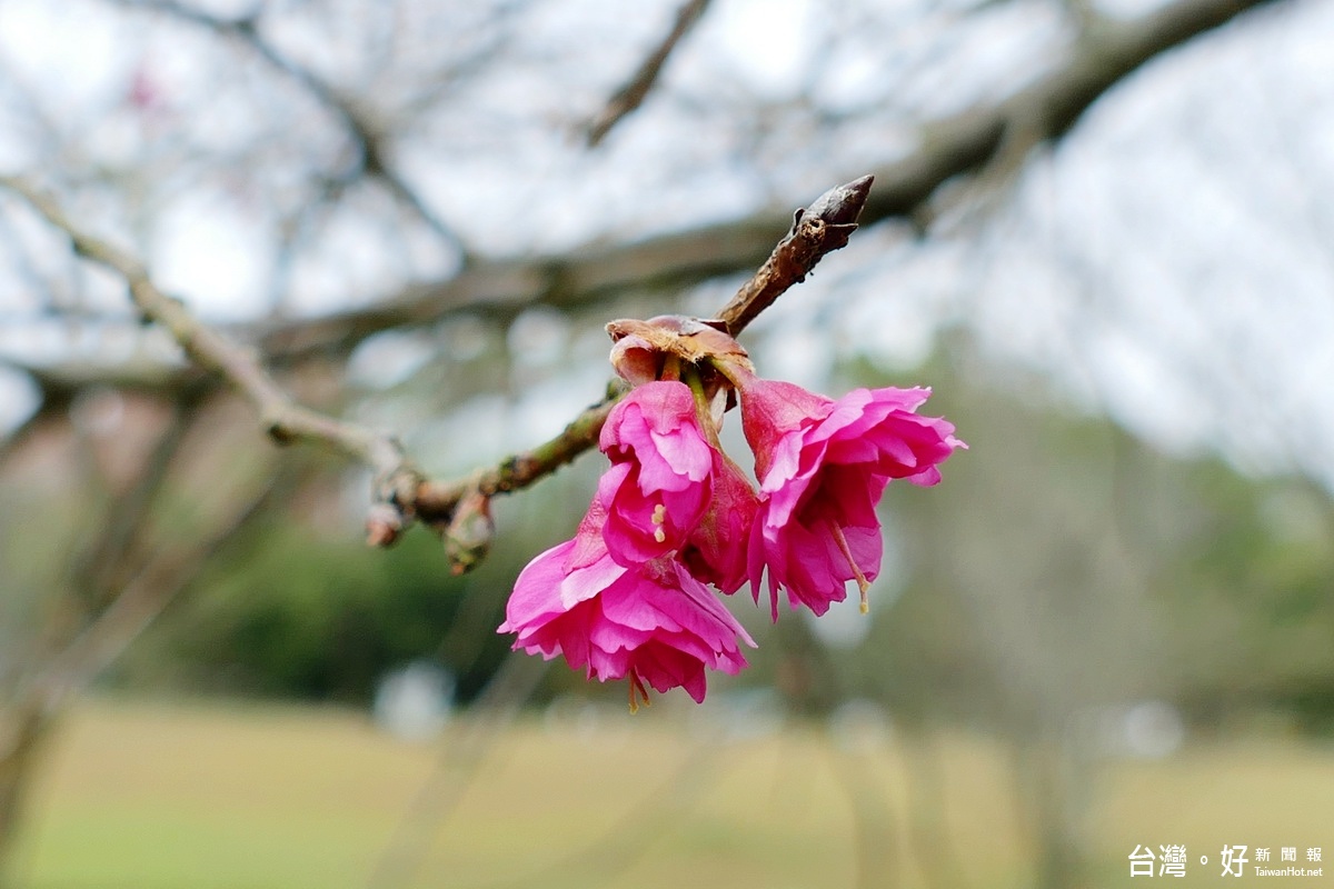 暨大櫻花出吐，預計未來2周將滿開，遊客將可以盡情享受在櫻花樹下的茶會。