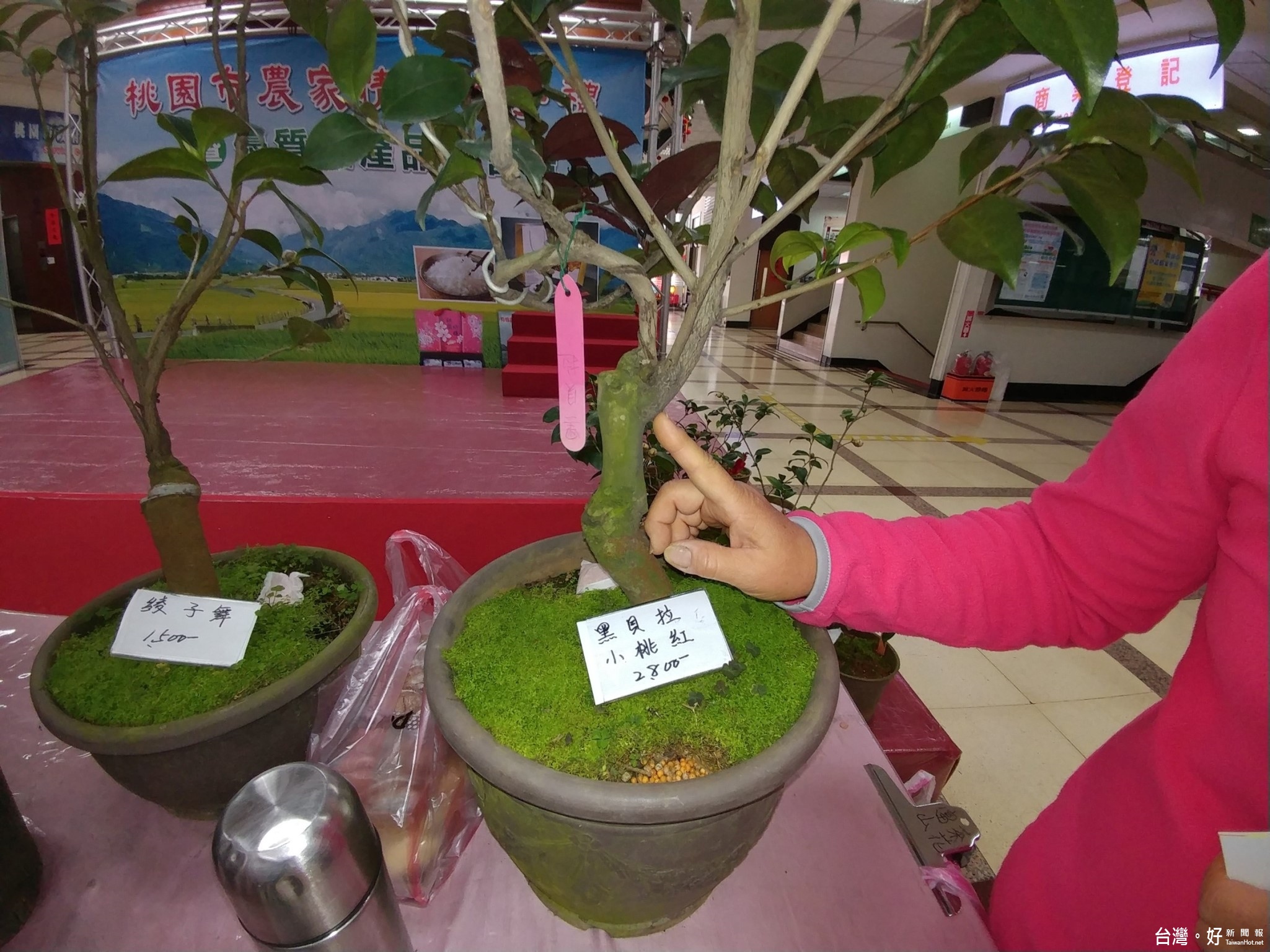 一般嫁接都是以較粗的苦茶樹做為基底，將不同品種的茶花斜切後嫁接在基底樹幹上