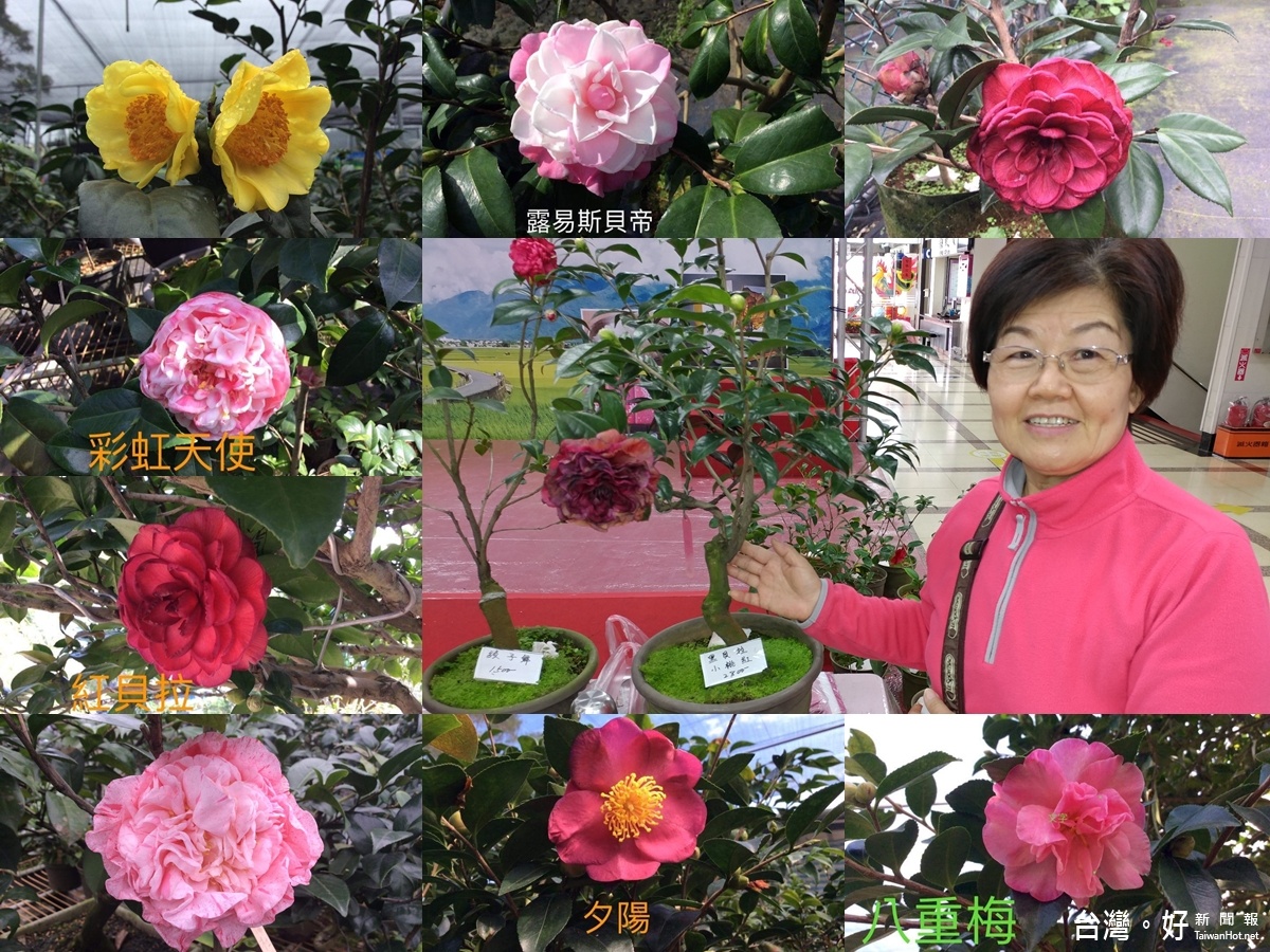 將不同品種的茶花斜切後嫁接在基底樹幹上，經過六月後嫁接上的枝條就會發芽，再過六月如遇花季就會開出各種不同式樣的茶花