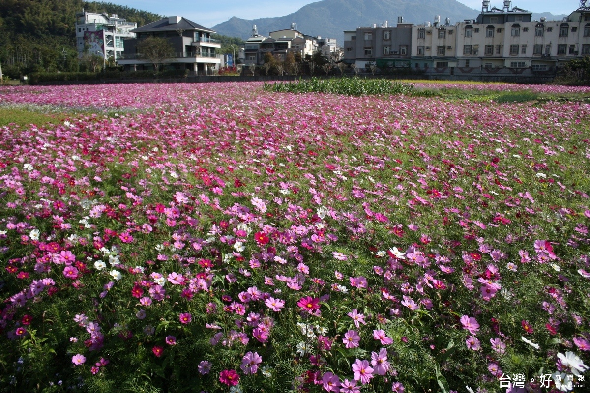 逛燈會、賞波斯菊花海　集集小鎮處處皆美景　