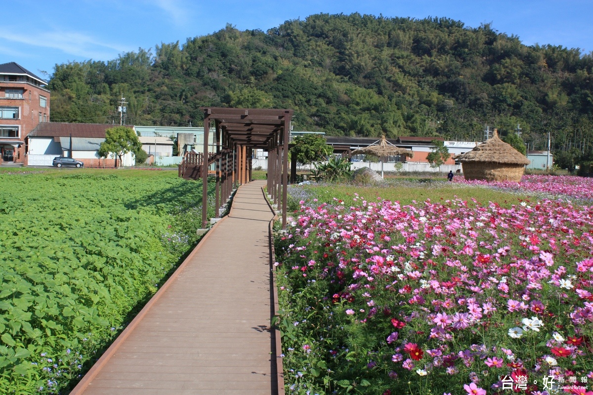 集集和平花田景致。〈記者吳素珍攝〉