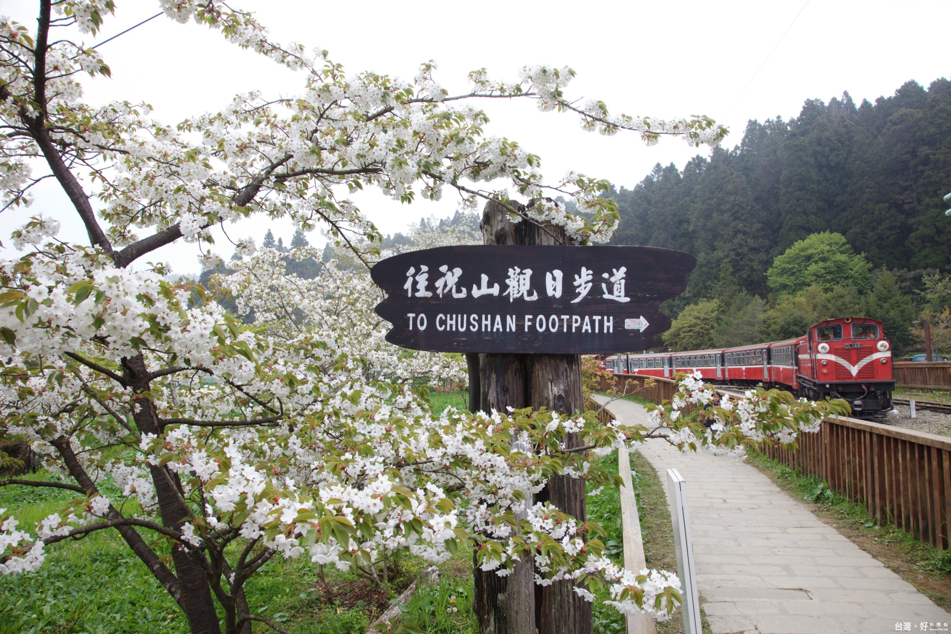 圖說:沼平公園大島櫻