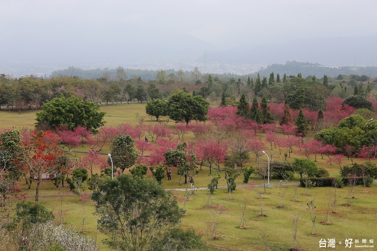 暨南大學的櫻花林，在櫻花樹下將辦理多場賞花盛事。
