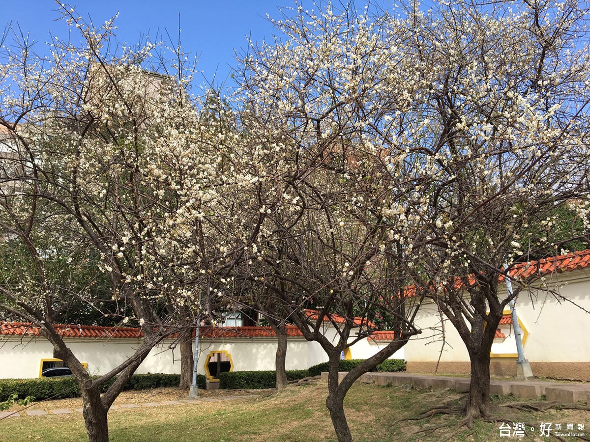 志成公園的梅花也迎著寒風靜靜地開出美麗的花朵(圖/臺北市政府工務局公園路燈工程管理處)