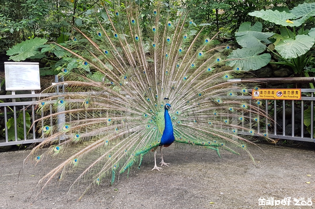 情人節狂放閃 動物園鳥兒「黏踢踢」