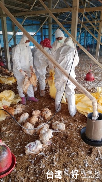 台西鄉一處土雞飼養場因確診H5N2高病原性禽流感遭執行撲殺清除作業。(記者陳昭宗翻攝)
