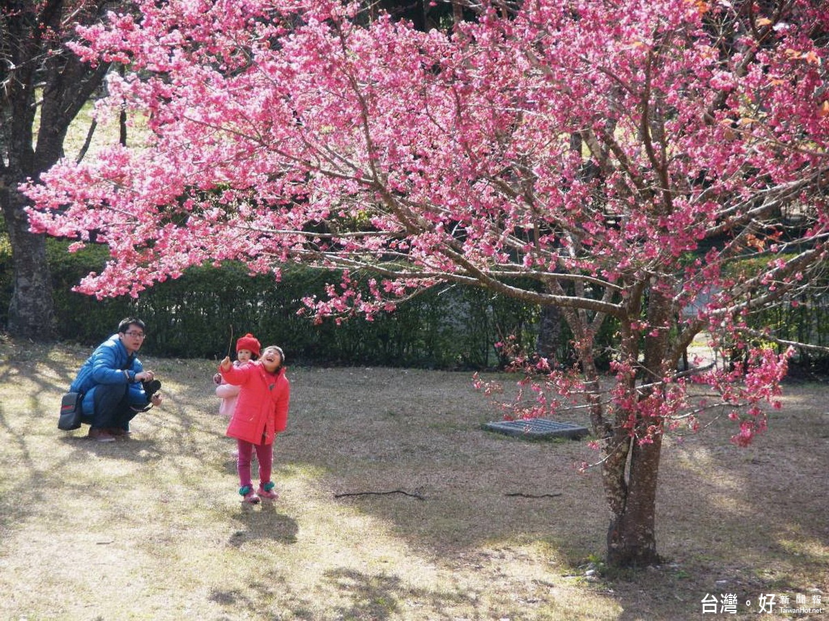 「瑪寶小旅行－春饗舞櫻」　奧萬大、梅峰賞春景