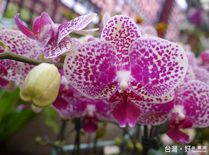 士林官邸花卉展近尾聲228假期賞花趣 風傳媒