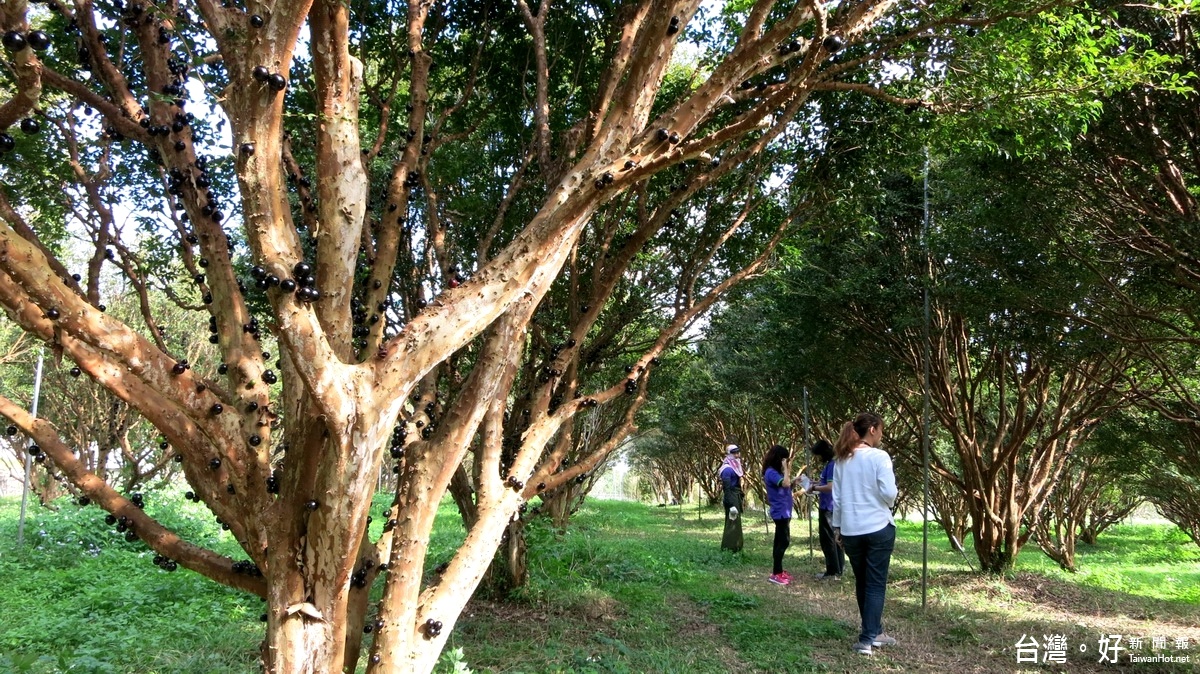 果寶歡酵森林，種植嘉寶果為主，遊客可預約採果、親自品嚐的美好滋味。