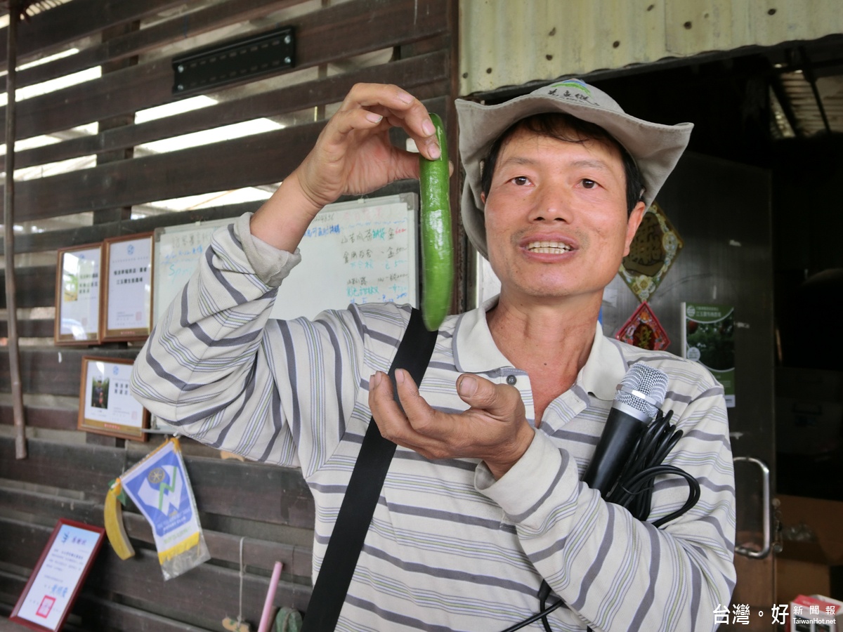 江玉寶有機農場的負責人說明有機小黃瓜的特性，折斷後因為果膠黏稠還是可以黏住不會掉落，跟一般種植的小黃瓜不同。（記者賴淑禎攝）