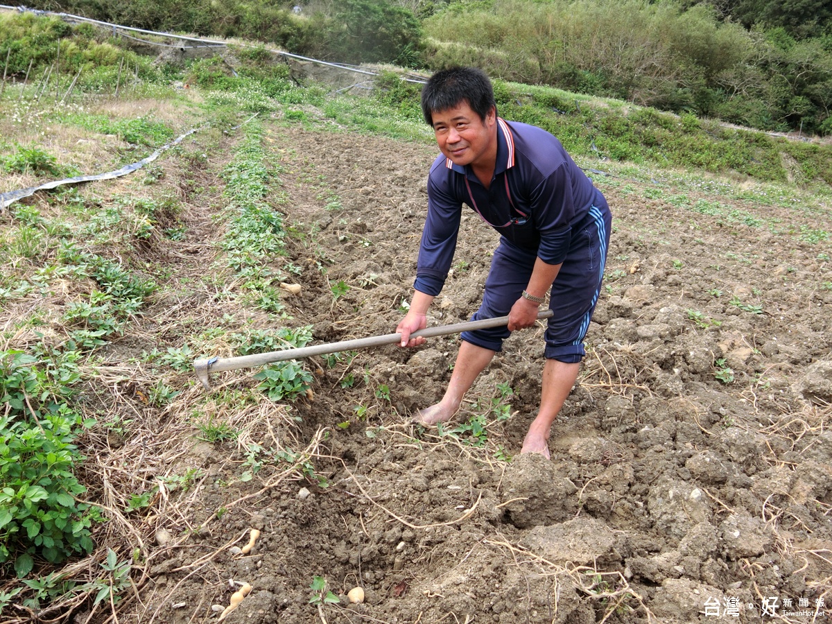 在富里鄉中央山脈山腳下的田間，挖地瓜別具一番趣味，農園主人張先生示範如何挖地瓜。（記者賴淑禎攝）