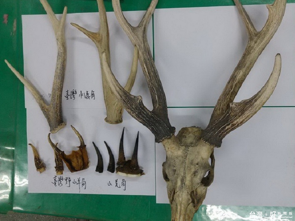 山羌頭角賣1800 男子花市販售動物頭骨角遭送辦 風傳媒 山羌頭角賣1800 男子花市販售動物頭骨角遭送辦 風傳媒