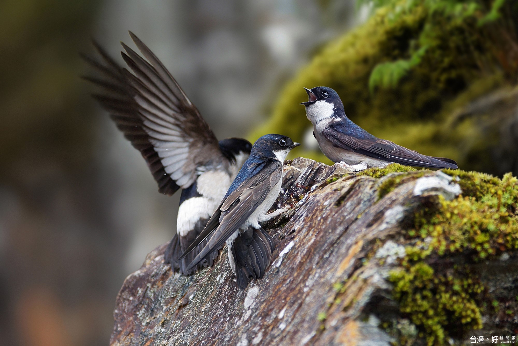 吳曉明主任以嶄新的數位攝影裝置，捕捉他所看到絢麗生動的鳥類世界。