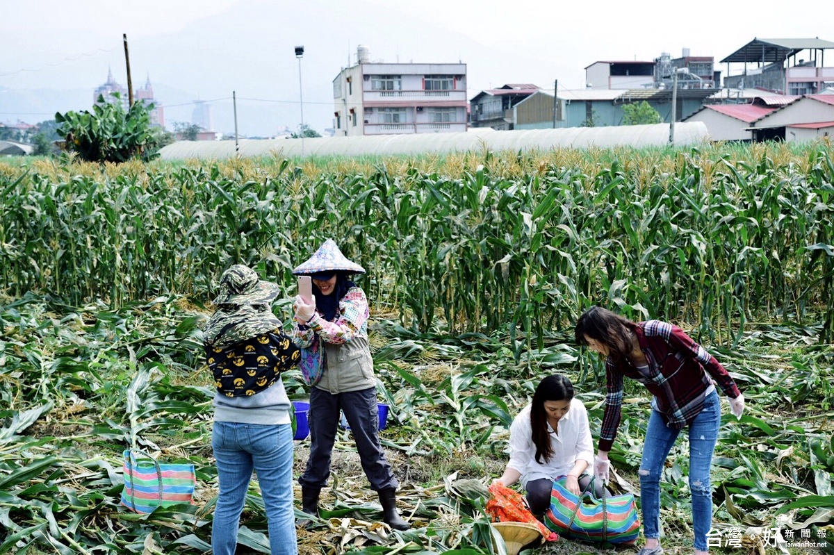 遊客下田採收玉米體驗當中的辛勞和樂趣。
