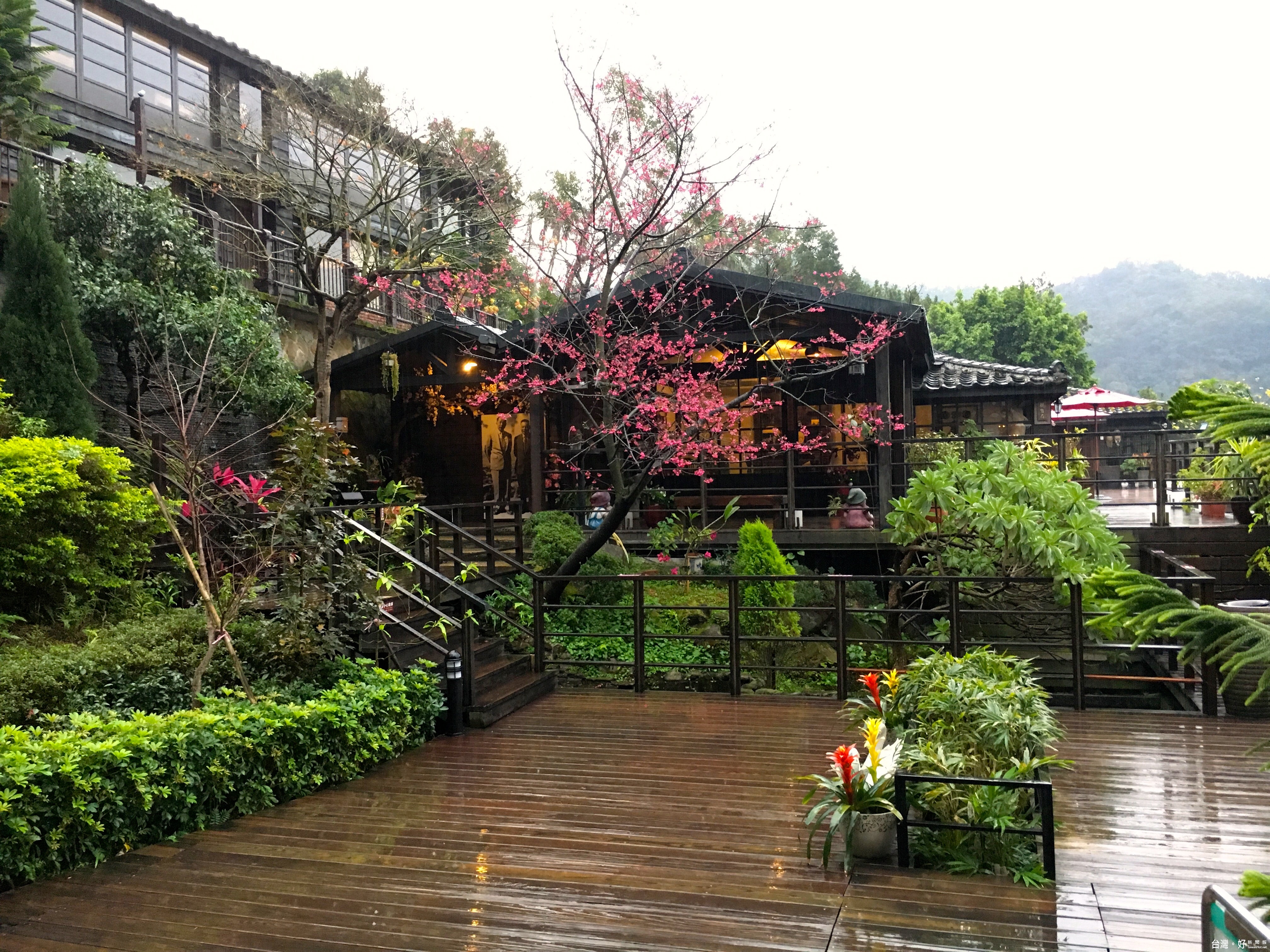 園丁精心造景,將櫻花融入日式庭園中。(吳光中/攝)