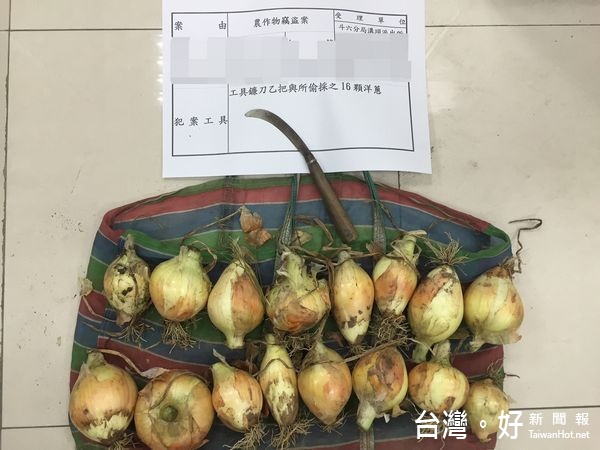 婦人貪小便宜,半夜偷採洋蔥,巧遇菜農巡視,報警將其逮捕,依竊盜罪嫌移送法辦。(記者陳昭宗拍攝)