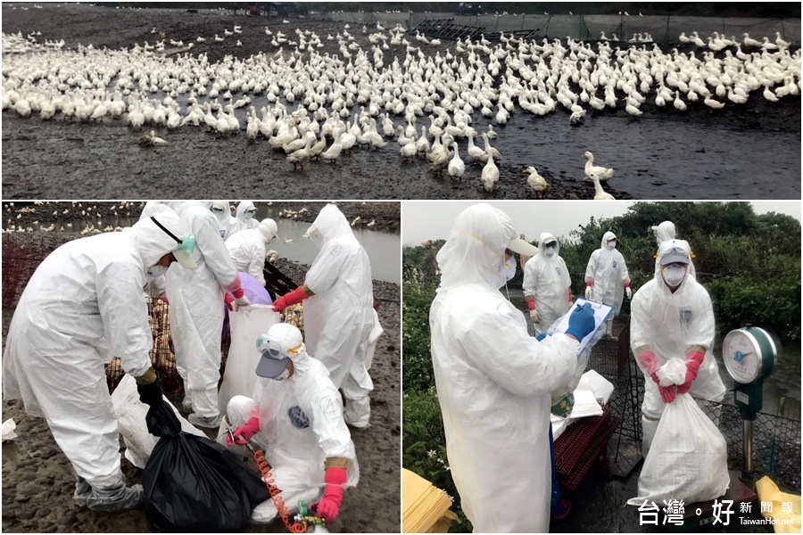 又是H5N2惹的禍　宜蘭又9000隻櫻桃鴨遭殃