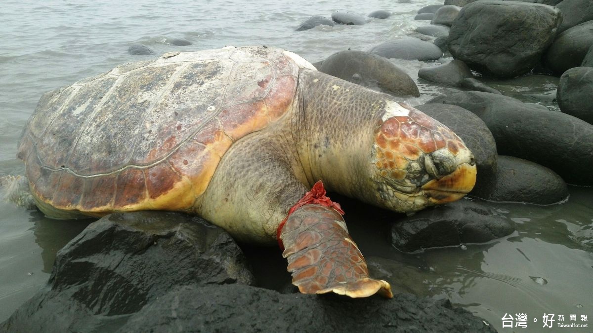 塑膠袋纏前腳鰭　瀕臨絕種赤蠵龜擱淺海灘死亡　