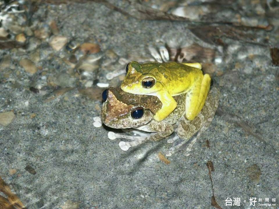 古坑華山休閒農業區生態活動復甦,民眾可參加有專業導覽員解說的生態觀察活動。(記者蘇榮泉翻拍)