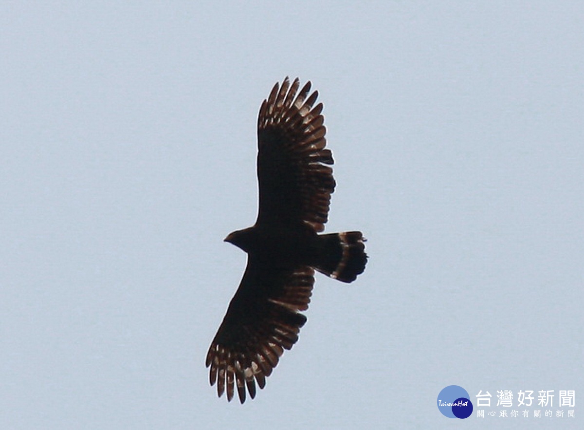 南投市八卦山上有不少大型留鳥像大冠鷲就是其一。（記者扶小萍攝）