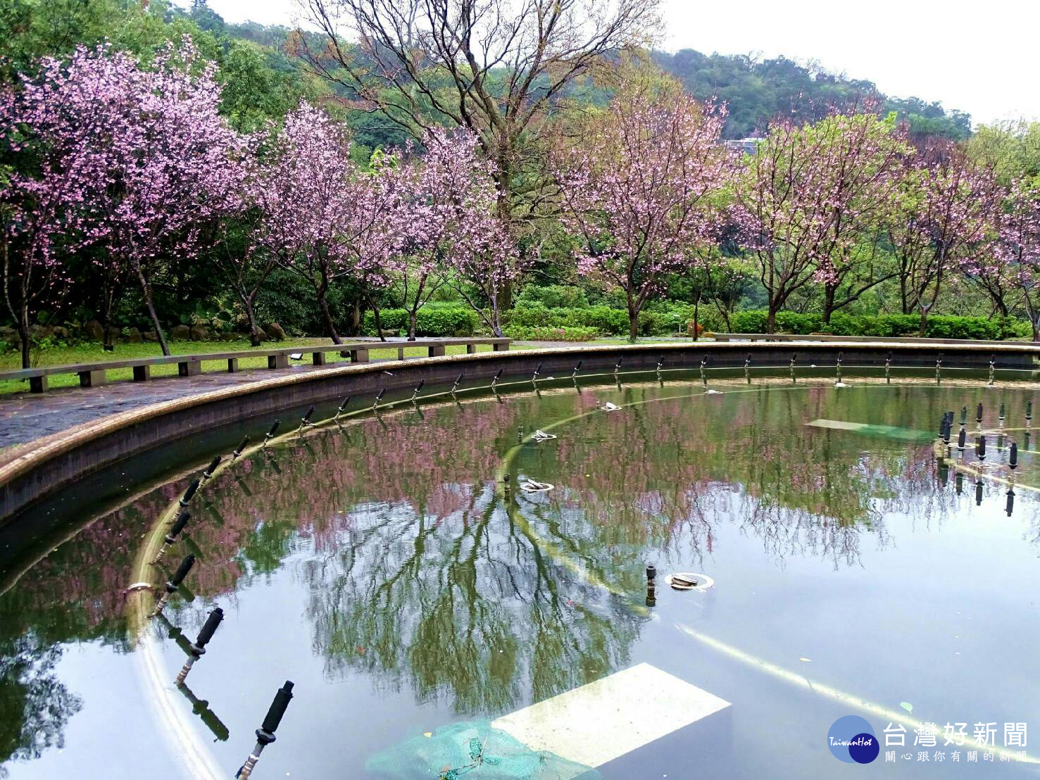 噴水池的昭和櫻倒影與櫻花相映成趣