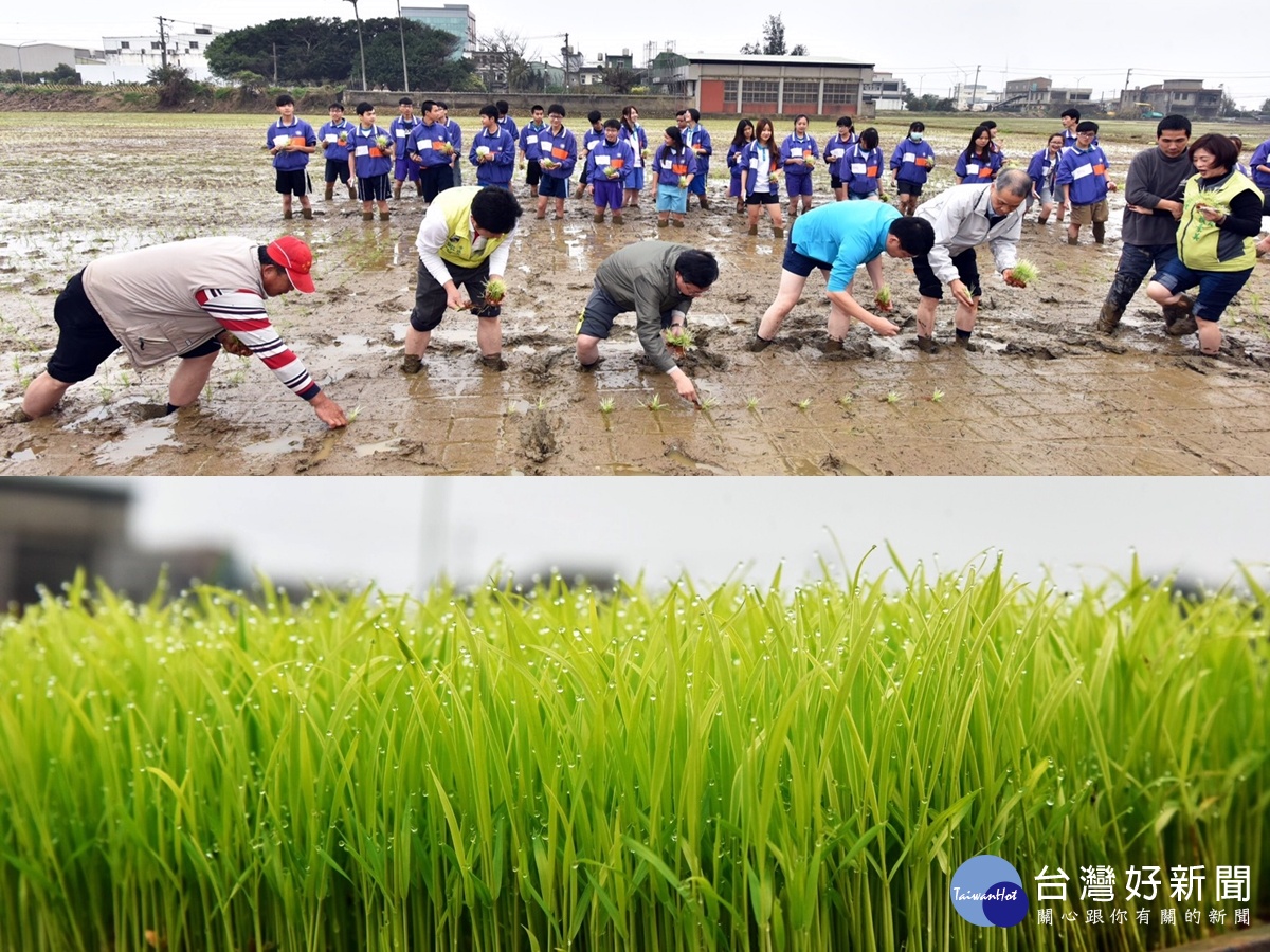 桃園市農業博覽會彩繪稻田插秧,視覺彩繪稻田景觀,市長偕同議員現場插