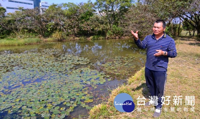 池中滿布吳聲昱老師復育的台灣萍蓬草。 