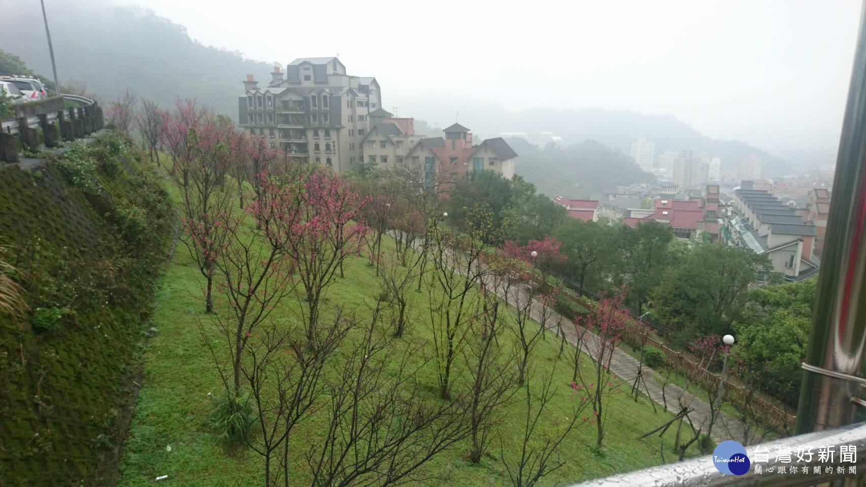 小坑一號公園步道旁櫻花開放情形（圖／公園處提供）