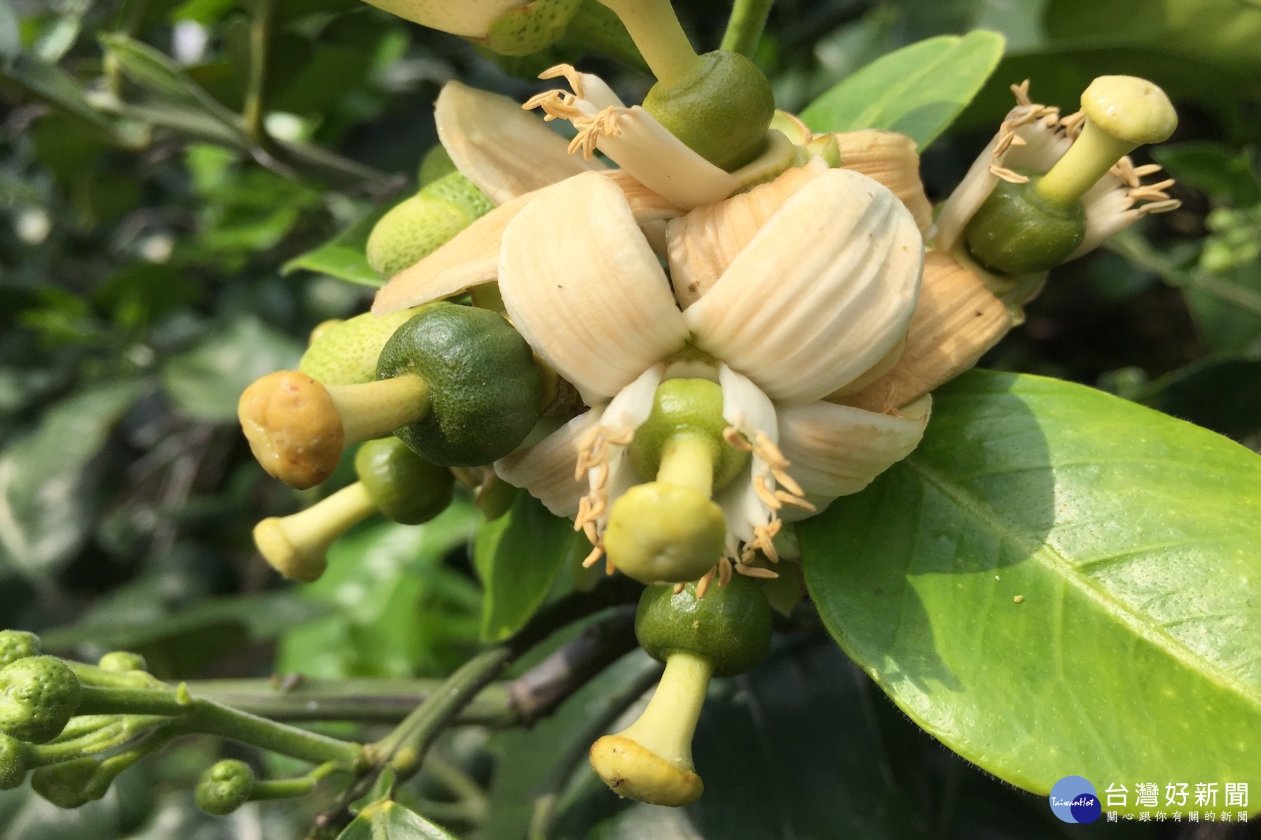 初春三月是柚花綻放季節。(記者/黃芳祿攝)