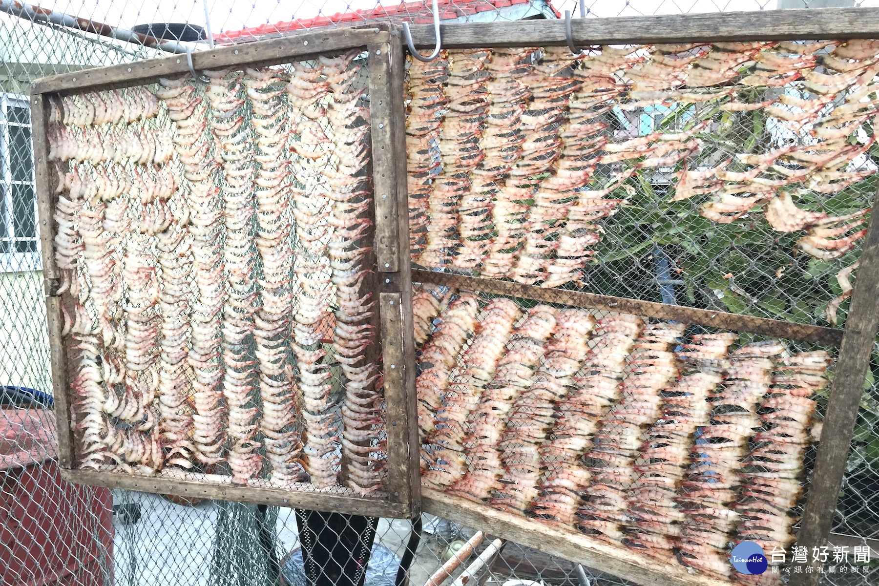 青鯤鯓漁港火燒蝦干是用日麗和風乾而成，熟成過程像一夜干。(記者/黃芳祿攝)