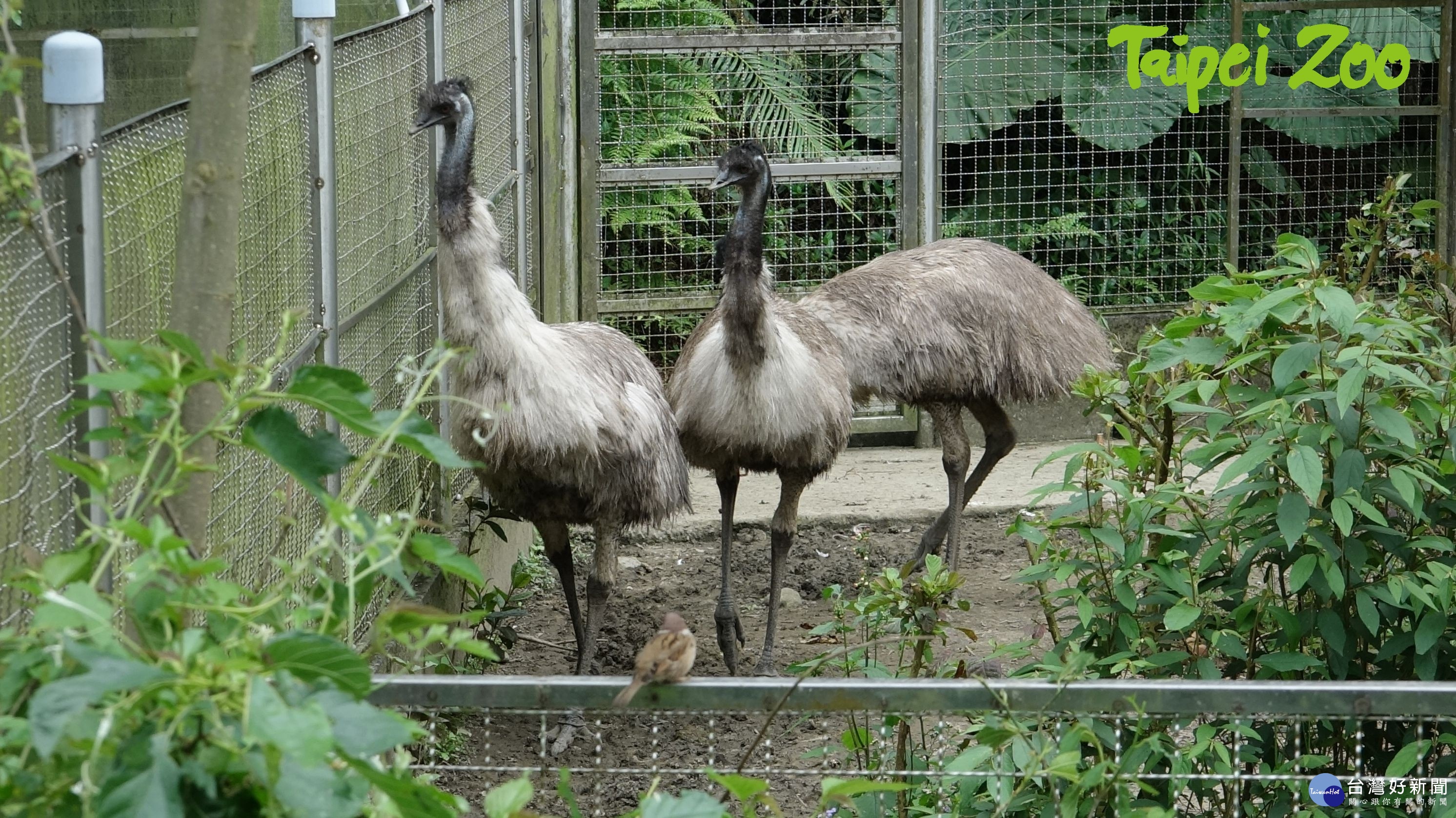 地球第二大鳥類　小鴯鶓花24小時成功破殼（圖／臺北市立動物園）